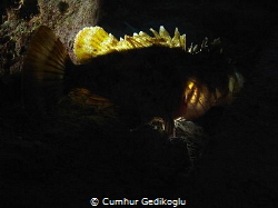 Scorpaena porcus
Back lighted by Cumhur Gedikoglu 